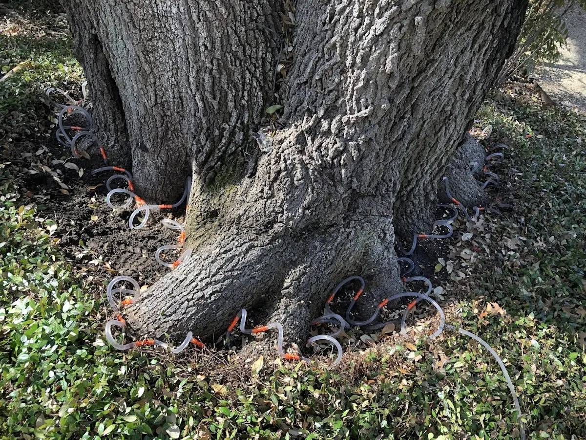 Detailed Tree Cabling and Bracing job site in Perry